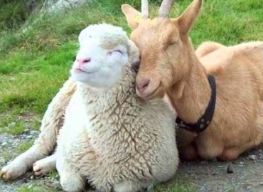 Sheep and Goat