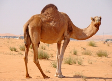 Camel Sector