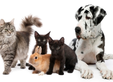Pet Animals Sector